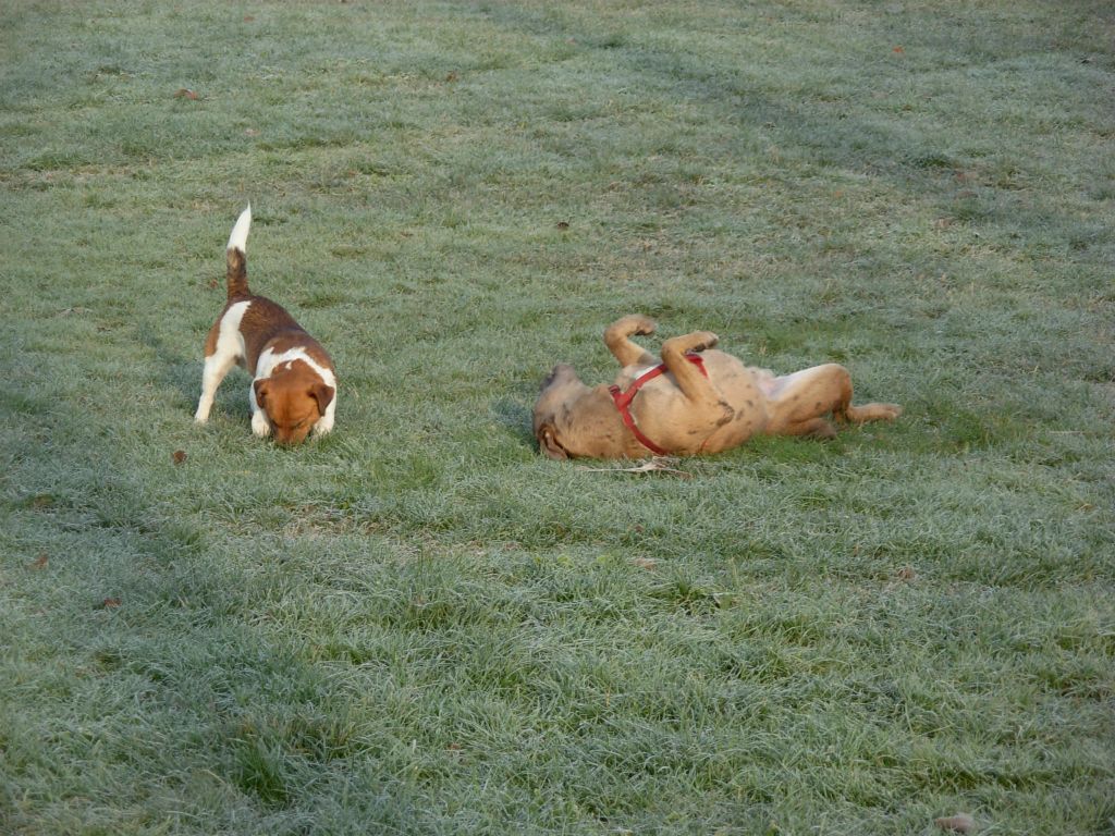 Max e Aladar